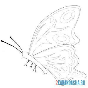 Раскраска бабочка с усиками онлайн