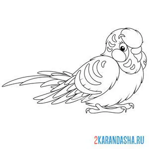 Раскраска волнистый попугайчик онлайн