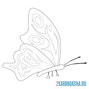 Раскраска бабочка сидит онлайн