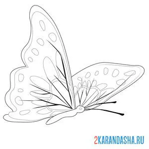 Раскраска бабочка с узорами онлайн