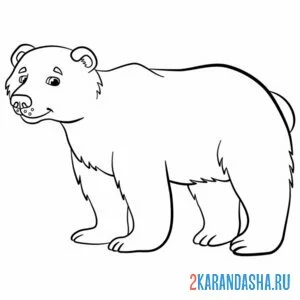 Распечатать раскраску бурый медведь на А4