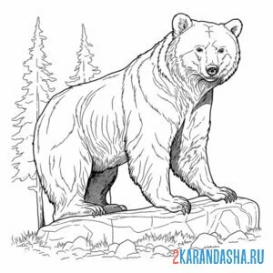 Распечатать раскраску бурый медведь в лесу на А4