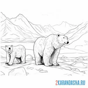 Распечатать раскраску два белых медведя в арктике на А4