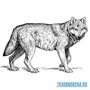 Раскраска дикий волк настоящий онлайн