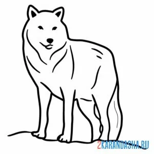 Раскраска одинокий волк онлайн