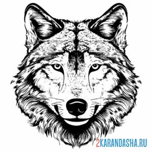 Раскраска красивая голова волка онлайн
