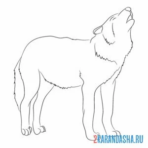 Раскраска опасный дикий волк онлайн