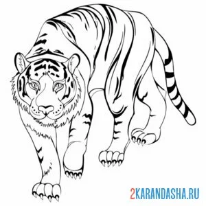 Распечатать раскраску настоящий амурский тигр на А4