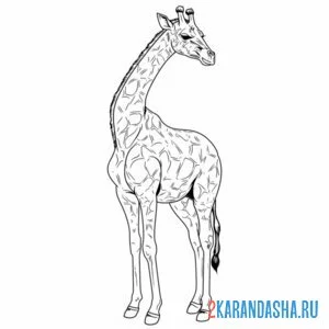 Раскраска настоящий жираф онлайн
