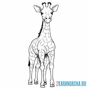 Раскраска жираф настоящий онлайн