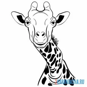 Раскраска голова настоящего жирафа онлайн
