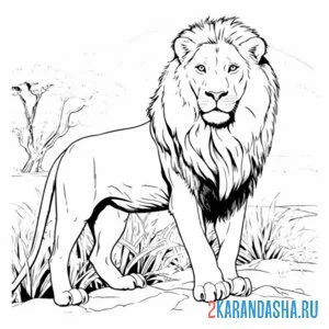 Раскраска настоящий большой лев онлайн
