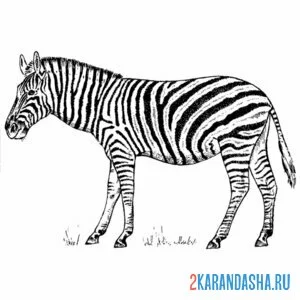 Раскраска одинокая зебра онлайн