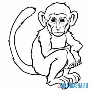 Раскраска шимпанзе онлайн