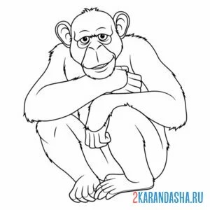 Раскраска взрослая обезьяна онлайн