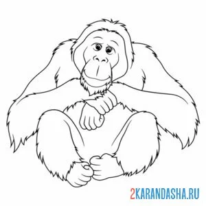 Раскраска обезьяна настоящая онлайн