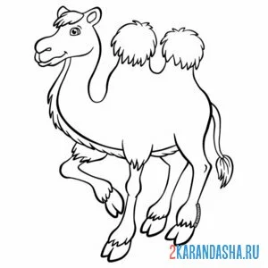Раскраска верблюд с двумя горбами онлайн