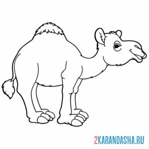 Раскраска верблюд с одним горбом онлайн