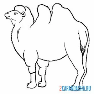 Раскраска большой двугорбый верблюд онлайн