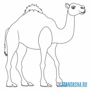 Раскраска верблюд стоит онлайн
