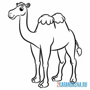 Раскраска верблюд онлайн