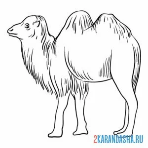 Раскраска шерстяной верблюд онлайн