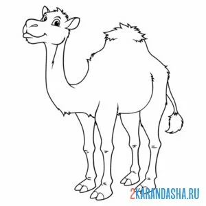 Раскраска счастливый верблюд онлайн