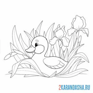 Раскраска утка спряталась в цветах онлайн