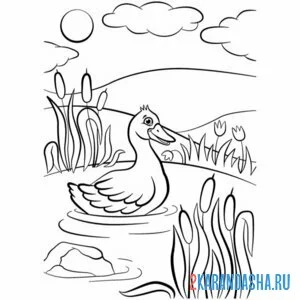 Раскраска утка плавает онлайн