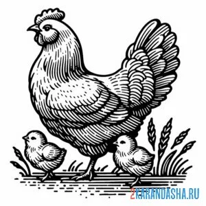 Раскраска курица два цыпленка онлайн