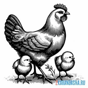 Раскраска курица и два цыпленка онлайн