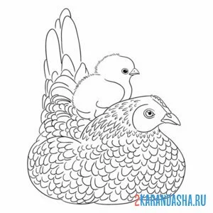 Раскраска мама курица и ее цыпленок онлайн