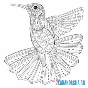 Распечатать раскраску птица колибри антистресс на А4