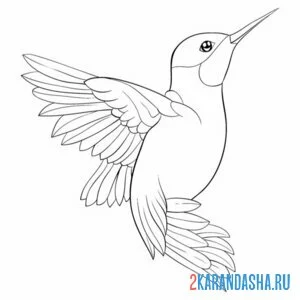 Распечатать раскраску колибри птица в воздухе на А4