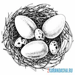 Распечатать раскраску разные яйца в гнезде на А4