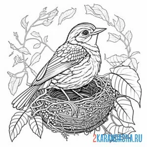 Раскраска мама птичка в гнезде онлайн