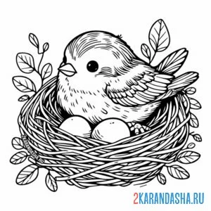 Раскраска маленькая птичка в гнезде онлайн