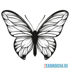 Раскраска интересная бабочка онлайн