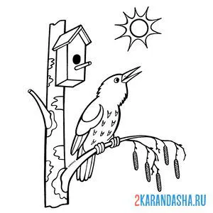 Онлайн раскраска весенняя природа птичка скворец поет на солнце