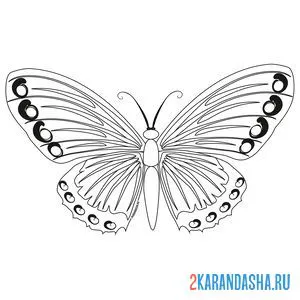 Раскраска бабочка с пятнышками на крыльях онлайн