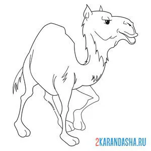 Раскраска деловой верблюд смотрит вперед онлайн