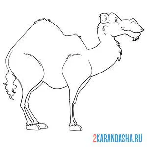 Раскраска строгий верблюд онлайн