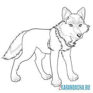 Раскраска волк-вожак онлайн