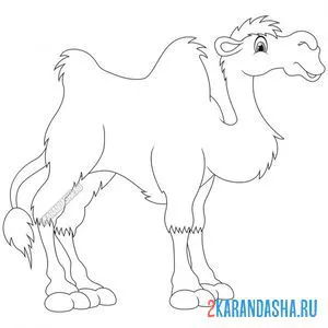 Раскраска двугорбый верблюд онлайн