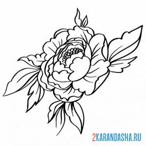 Распечатать раскраску роза садовая на А4
