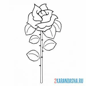 Распечатать раскраску одинокая роза с шипами на А4