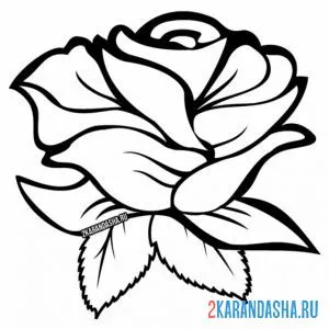 Распечатать раскраску красивый бутон розы цветок на А4