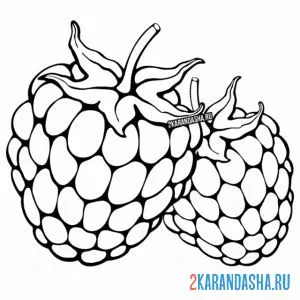 Раскраска малина вкусная ягода онлайн