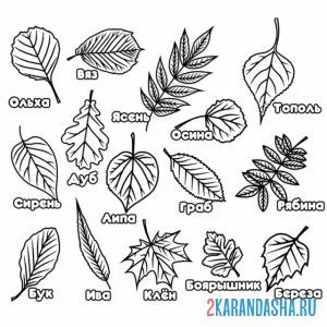Онлайн раскраска листья с названиями подпись