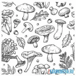 Раскраска много разных видов грибов онлайн